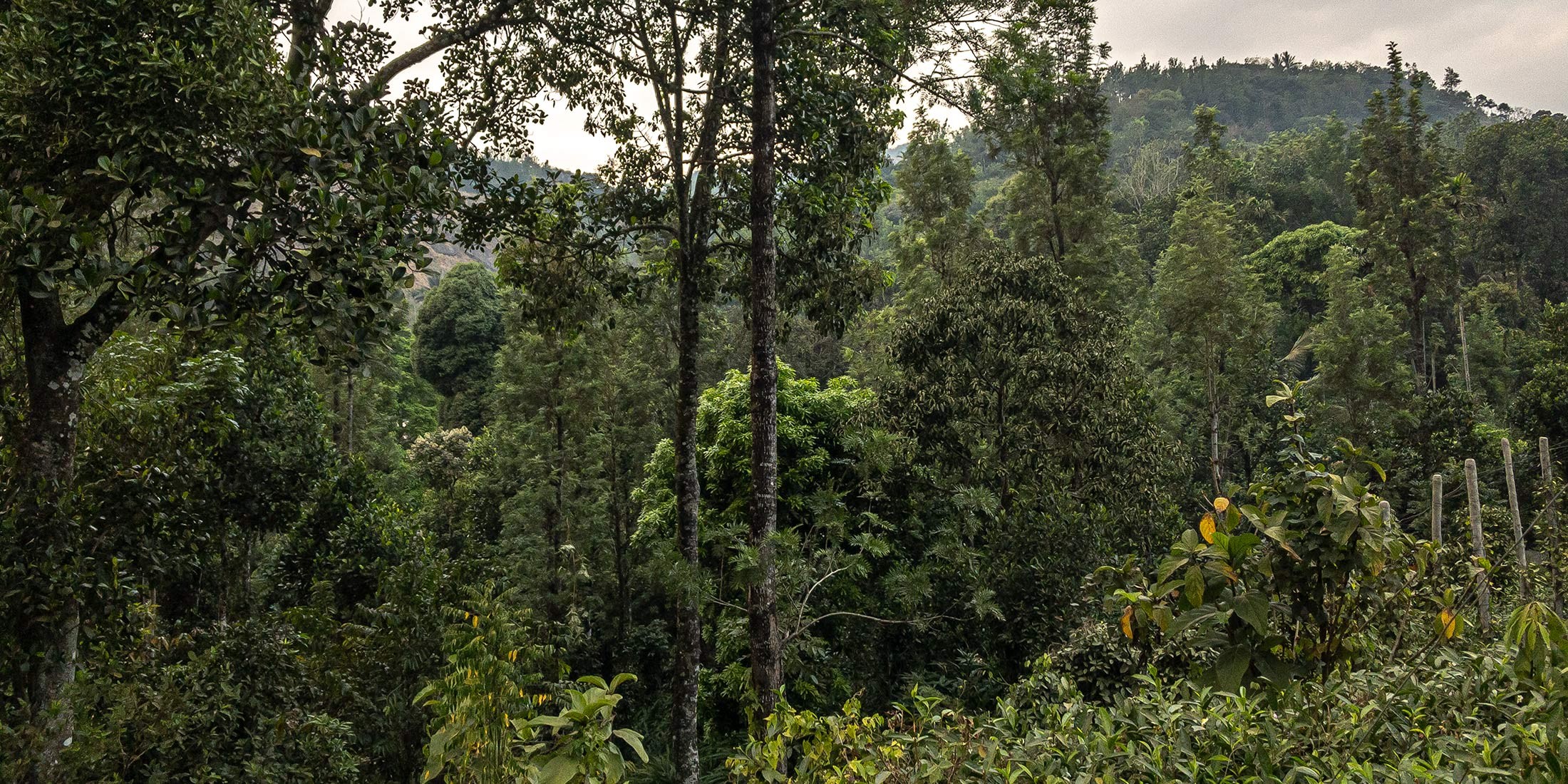 Un jardin de thé et des plantations de cardamome secrètement placés au cœur d’une végétation luxuriante en Inde du Sud Un jardin de thé et des plantations de cardamome secrètement placés au cœur d’une végétation luxuriante en Inde du Sud